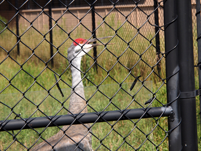 [Crane with the top half of its head red, back of head is grey like the rest of the body, and read of head is white. Crane's long bill is open as it squacks.]